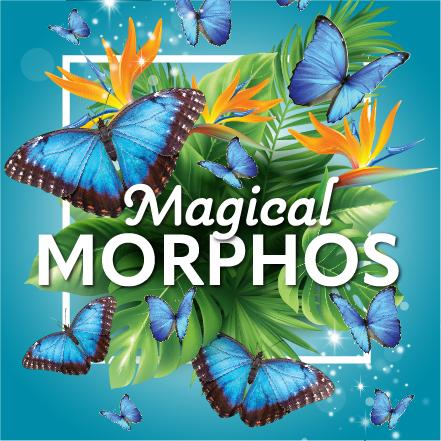 Magical Morphos | Cambridge Butterfly Conservatory